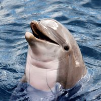Dolphin Facts