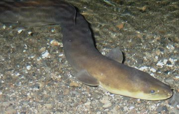 Longfin Eel Fact