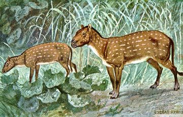 Interesting Horse Fact