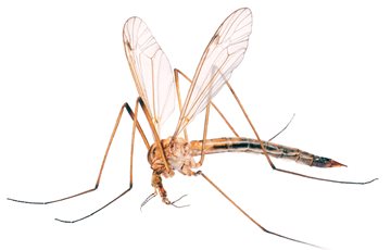 Interesting Mosquito Fact