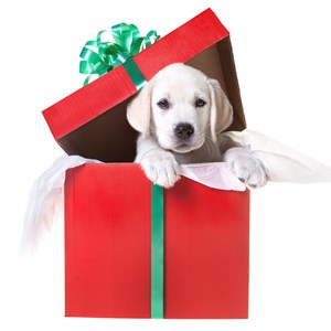 Holiday Shopping Facts