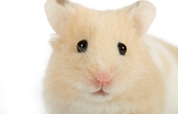 Interesting Facts about Mothers