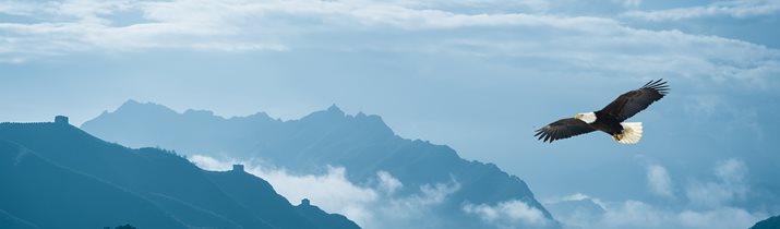 Interesting Eagle Fact