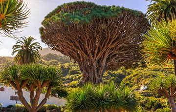 Interesting Dragon Tree Fact