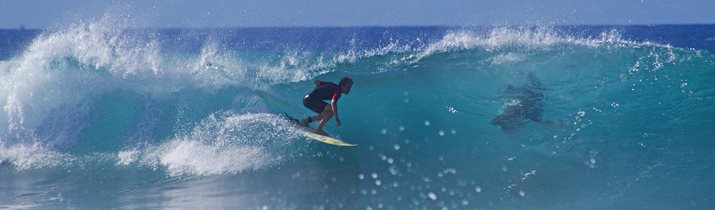 Interesting Facts about Surfing