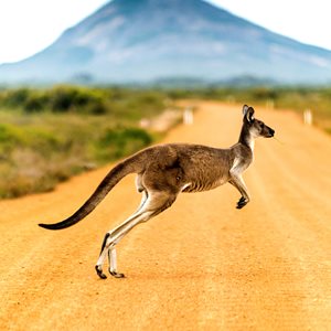 Kangaroo australia facts