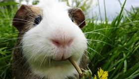 Guinea Pig Facts