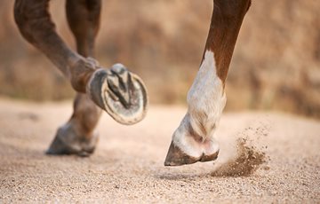 Interesting Horse Hoof Fact