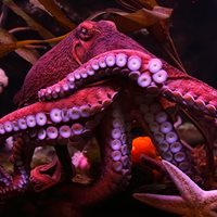 Interesting Octopus Facts