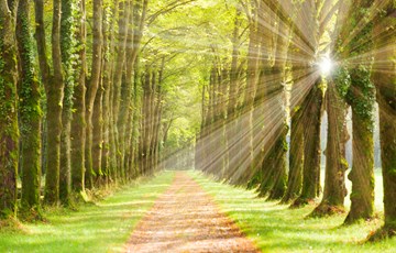 Interesting Tree Facts