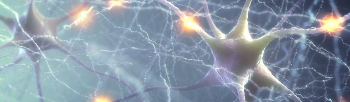 Interesting Neuron Fact