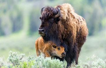 Interesting Yellowstone Park Fact