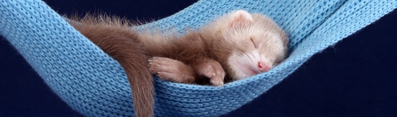 Ferret best sale care facts