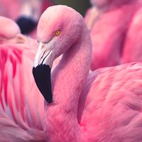 Interesting Flamingo Fact