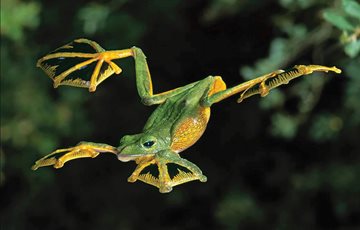 Flying Frog Fact