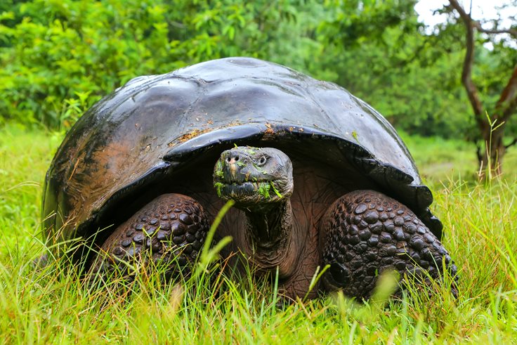 Galapagos Tortoise Fact