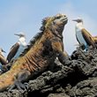 Interesting Galapagos Island Fact