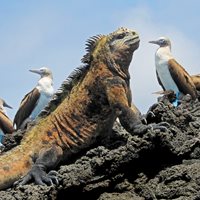 Interesting Galapagos Island Fact