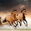 Horse Facts