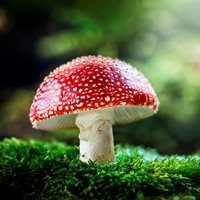 Interesting Mushroom Facts