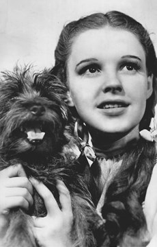 Interesting Wizard of Oz Fact