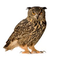 Interesting Owl Fact