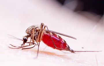 Interesting Malaria Fact