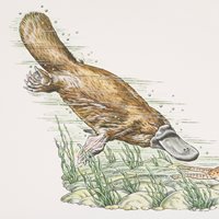 Duck-Billed Platypus