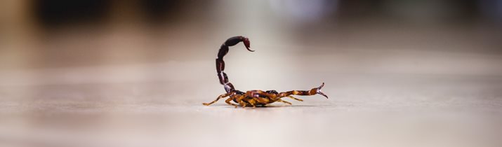 Scorpion Facts and History