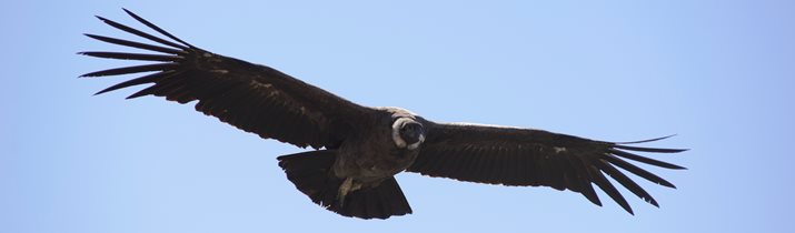 Interesting Condor Fact