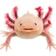 Random Weird Animal Facts