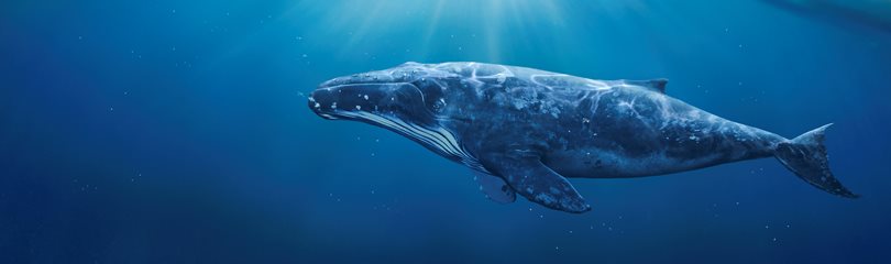 Interesting Whale Facts