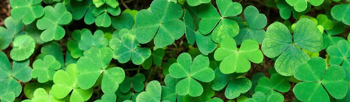 Shamrock etymology