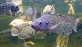 Facts about Tilapia