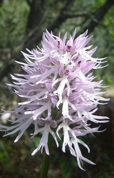 naked man orchid Fact