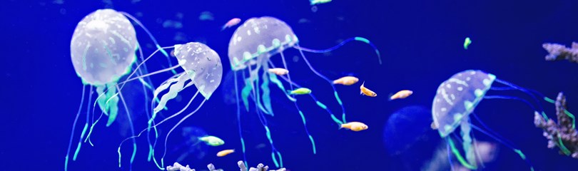 7 Astounding Facts About the Blue Button Jellyfish - 30A