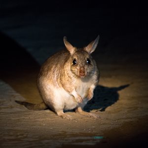 Madagascar Animal Fact