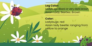 Ladybug infographic fact