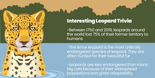 Leopard Infographic Thumbnail