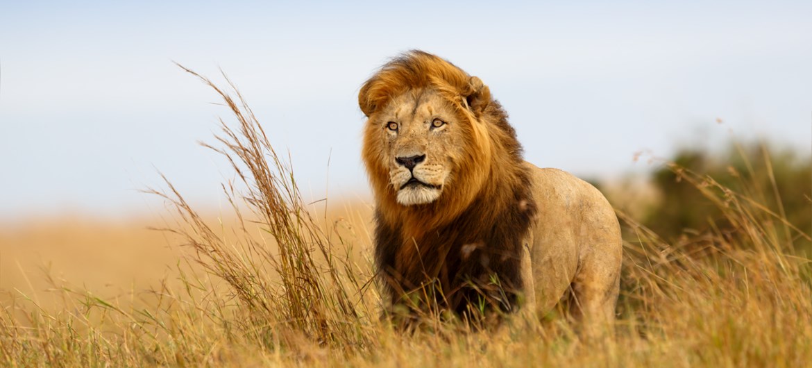 91 Crazy Lion Facts You Won't Believe | Fact Retriever