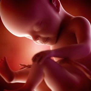 Little Known Abortion Fact