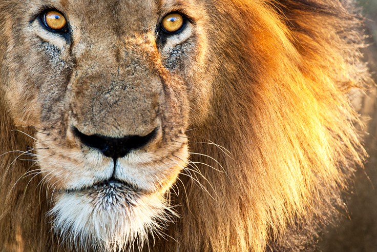 5 Things You (Maybe) Never Knew About Lions