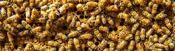 Interesting Bee Fact