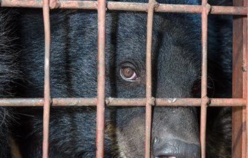 Interesting Bear Farming Facts