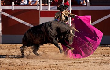 Interesting Spanish Bullfighting Fact