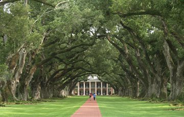 Oak Alley Fact