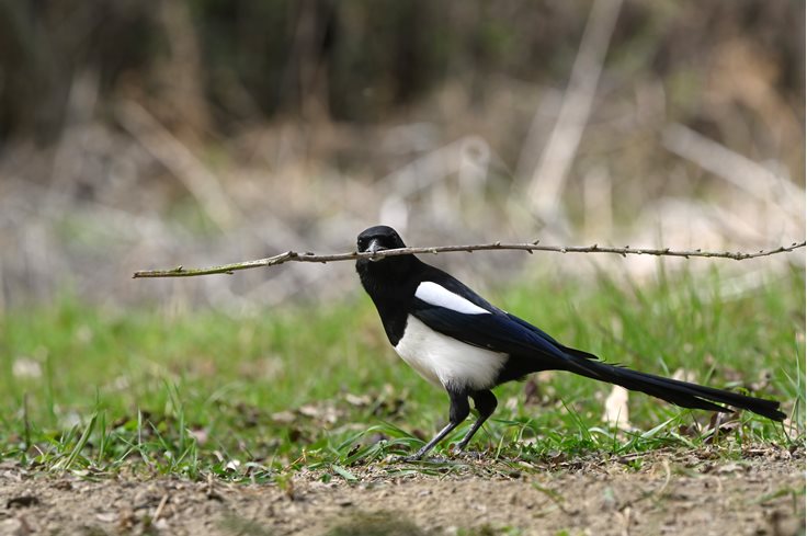 Fun Magpie Fact