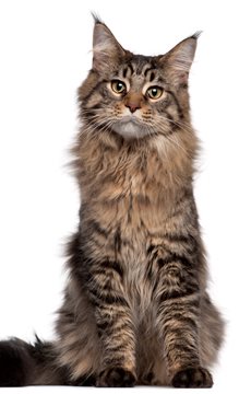Maine Coon Cat