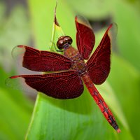 Fun Dragonfly Facts