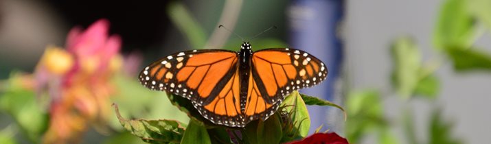 Monarch Butterfly Trivia